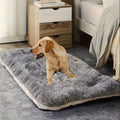 Dog sitting on a fluffy gray rug in a bedroom.