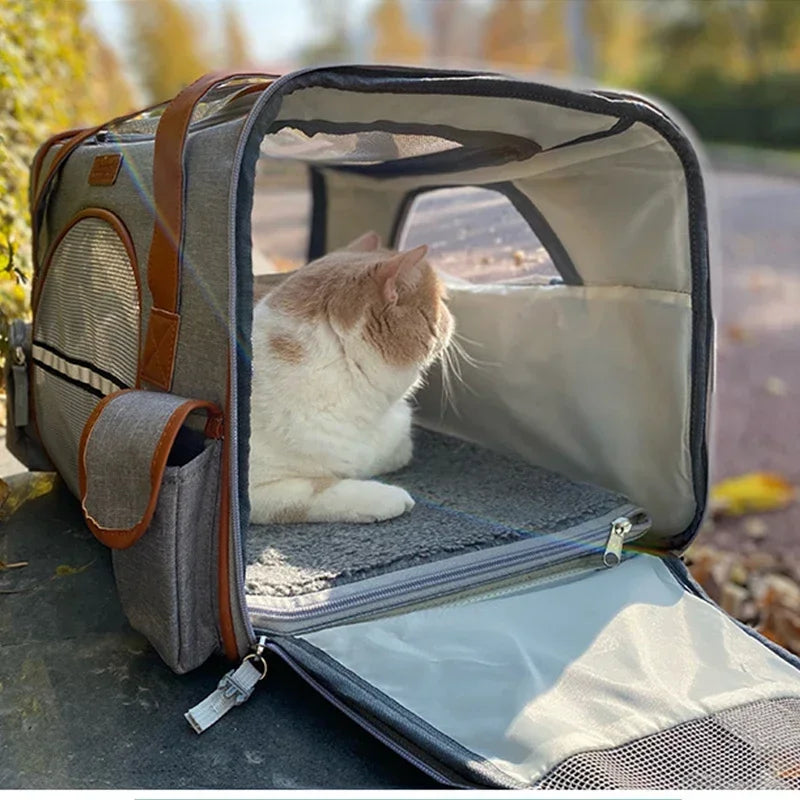 Cat inside a pet carrier with a clear view of the outdoors