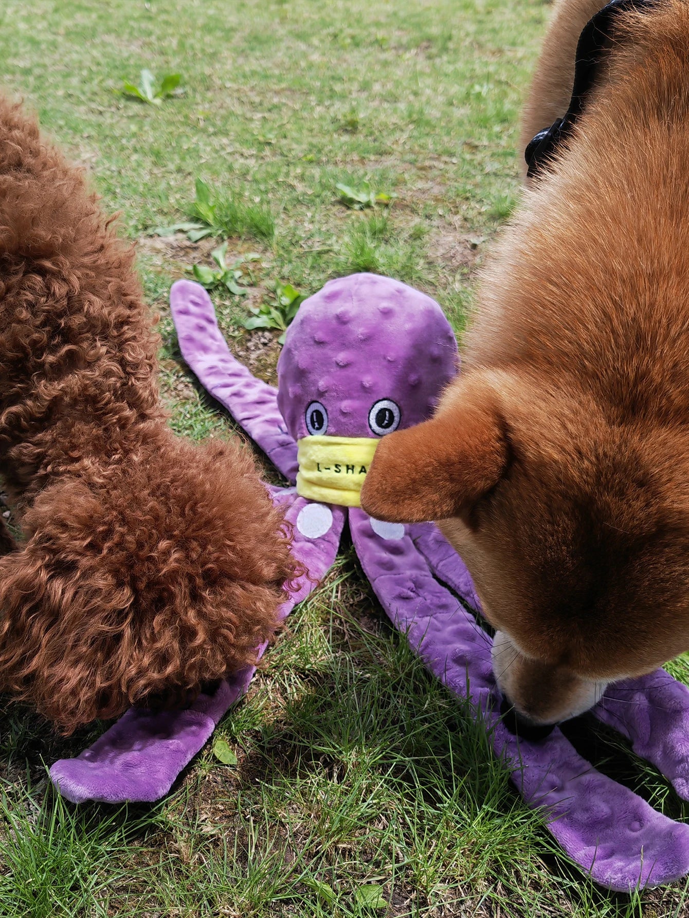 Jouet Pieuvre Enrichissement pour Chien — Tapis de Fouille Interactif